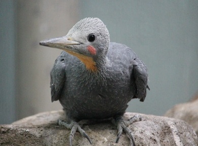 動物園や水族館で撮った写真見せてください!