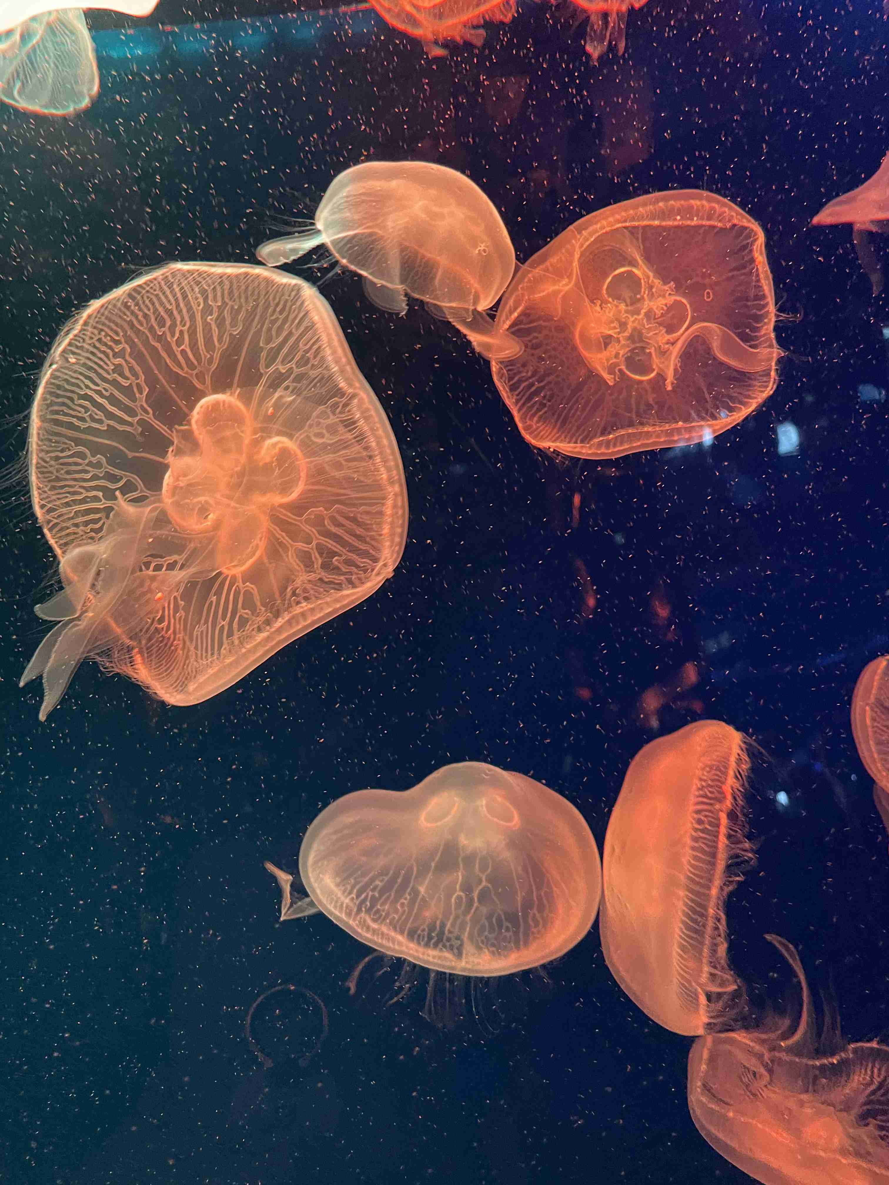 動物園や水族館で撮った写真見せてください!