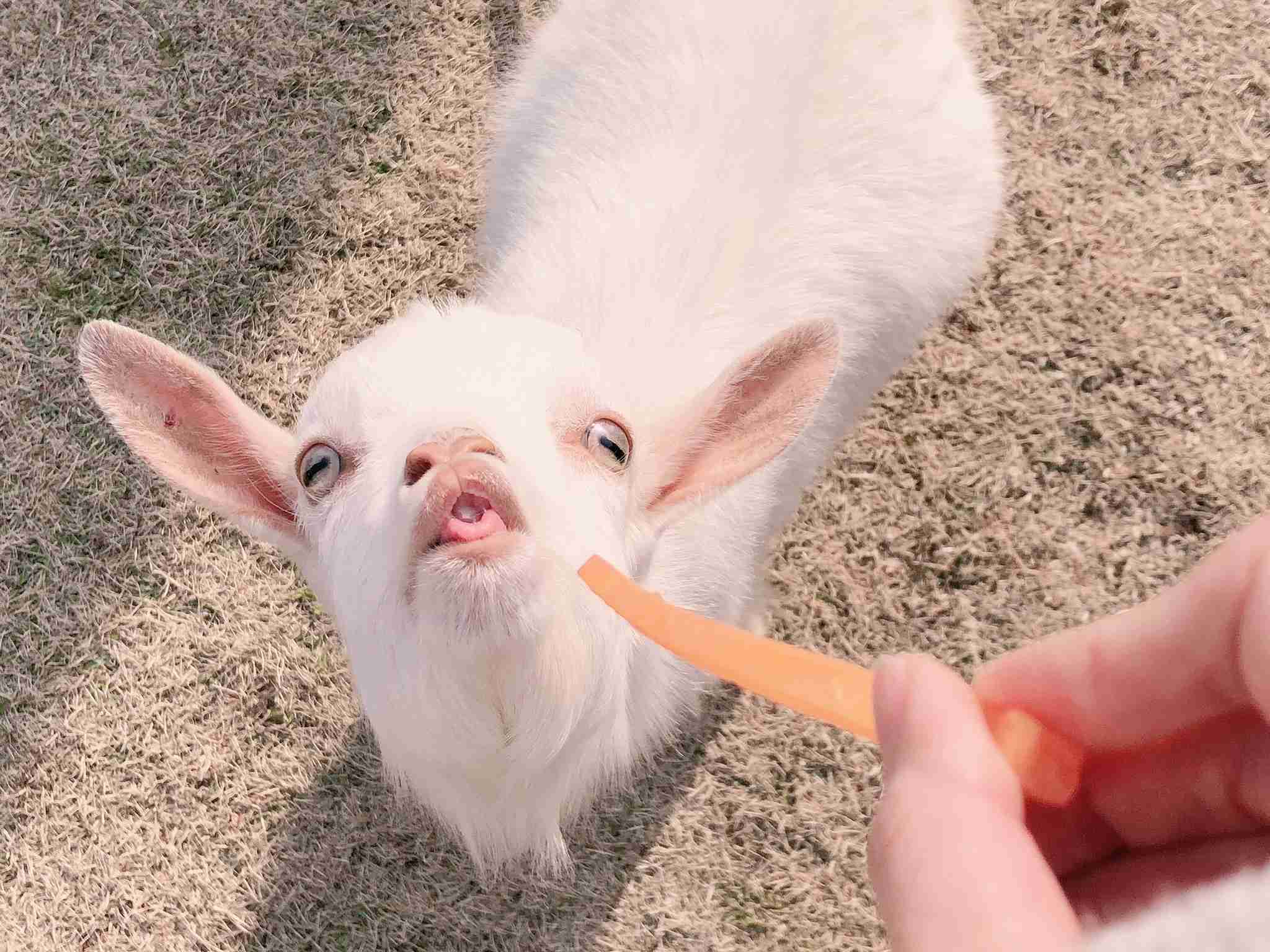 動物園や水族館で撮った写真見せてください!