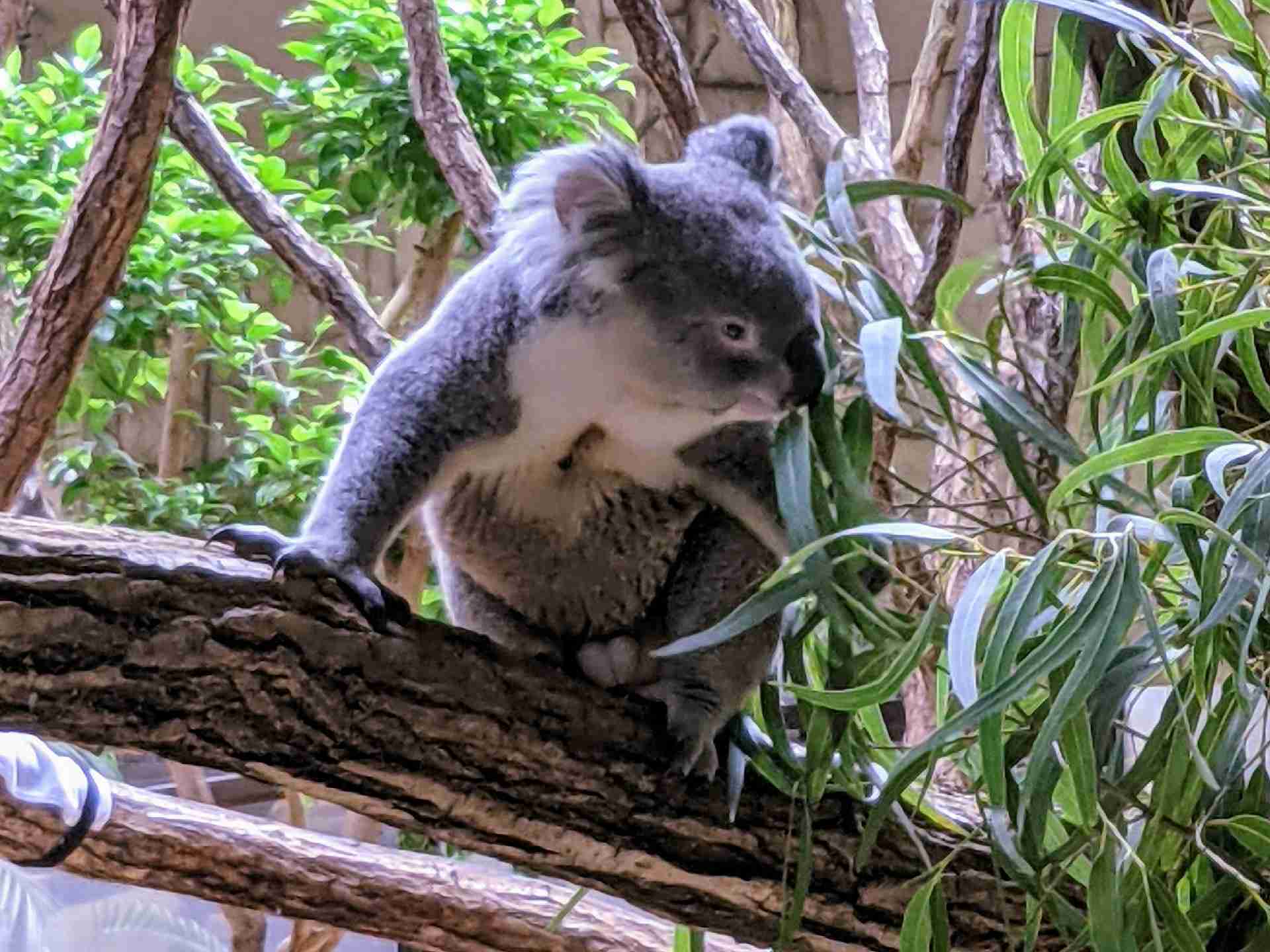 動物園や水族館で撮った写真見せてください!