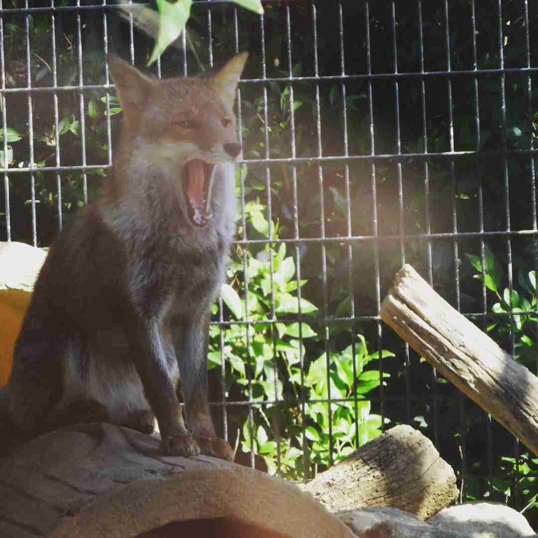 動物園や水族館で撮った写真見せてください!