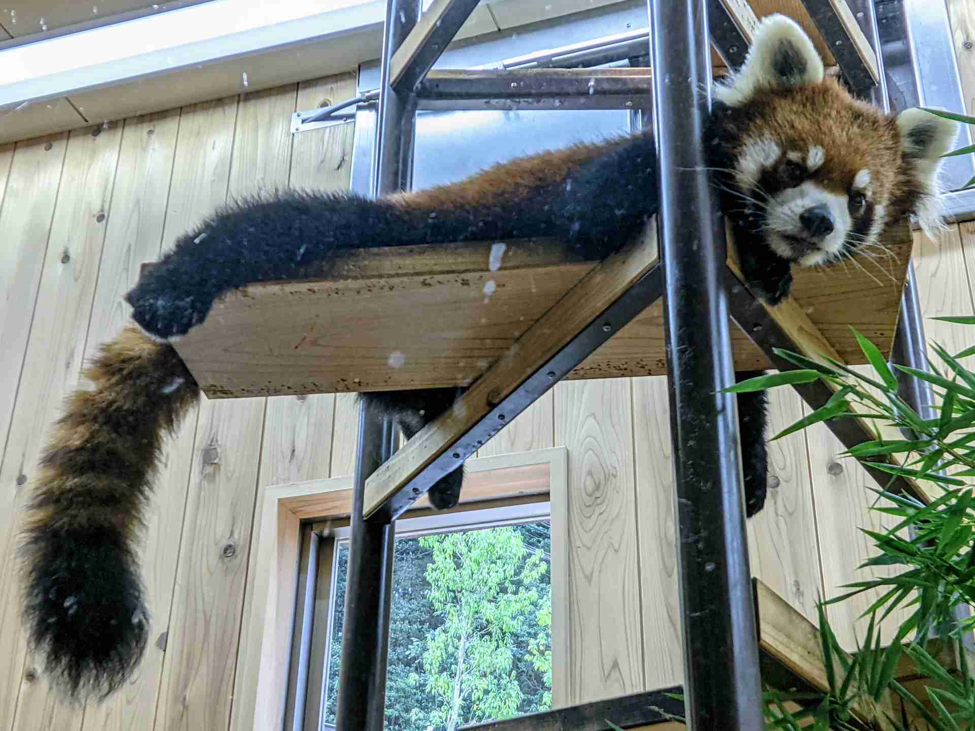 動物園や水族館で撮った写真見せてください!