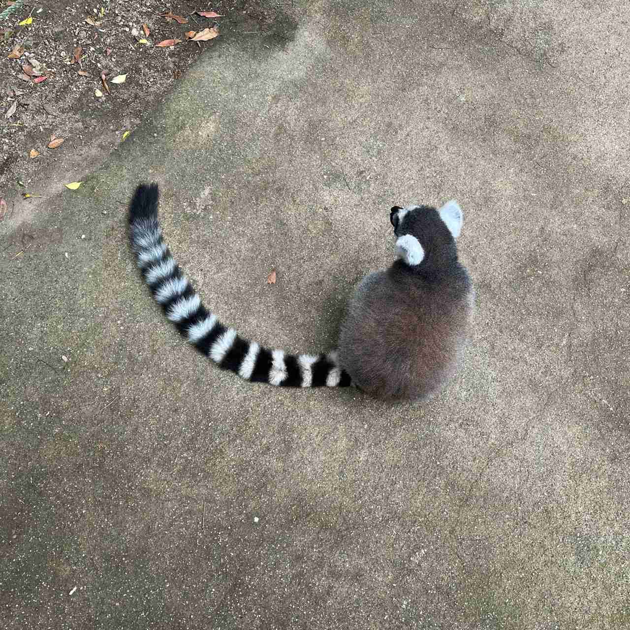 動物園や水族館で撮った写真見せてください!