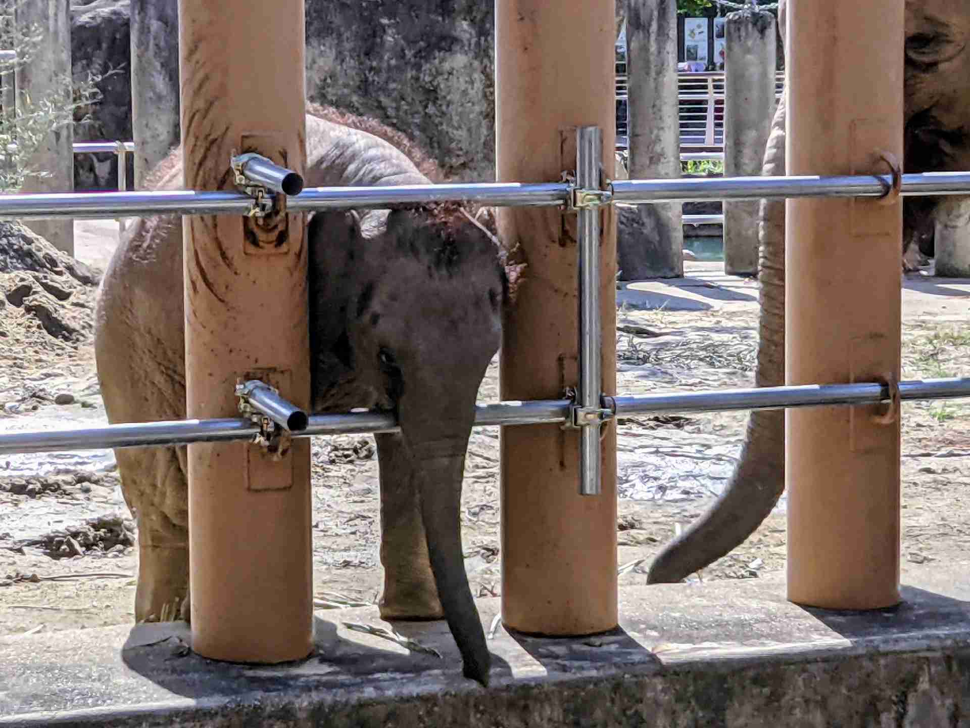 動物園や水族館で撮った写真見せてください!