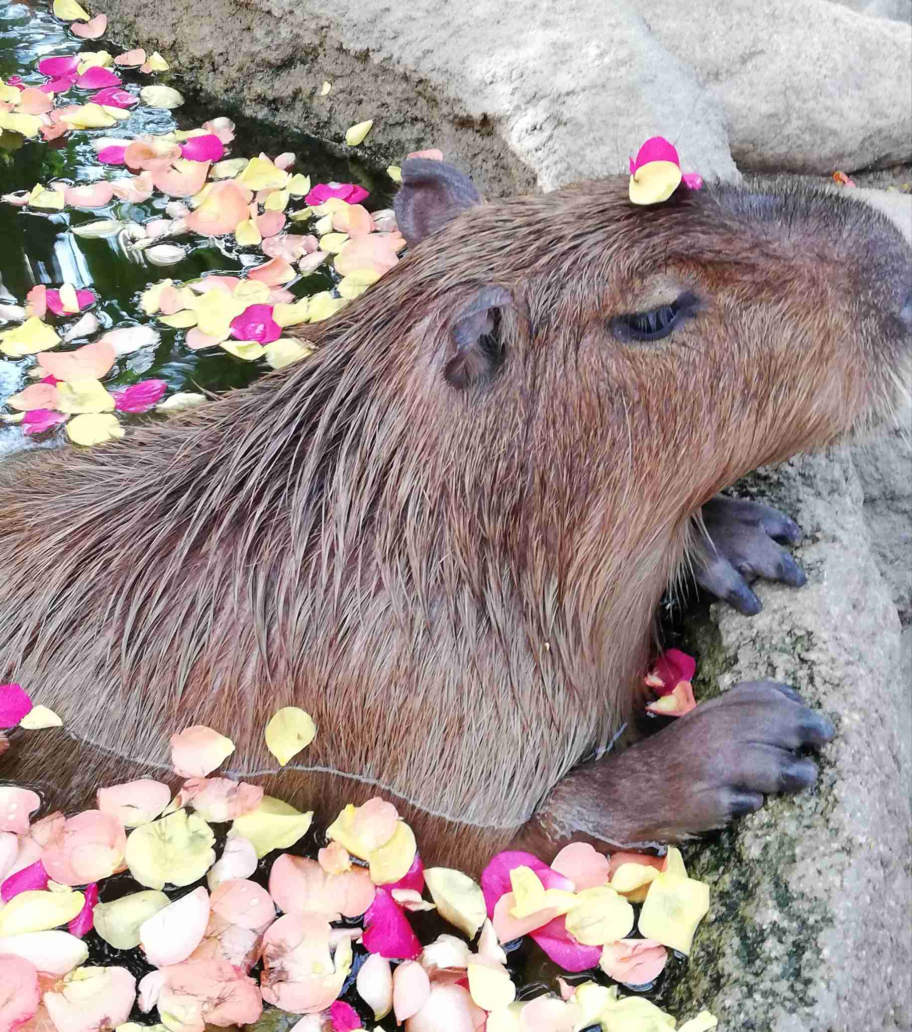 動物園や水族館で撮った写真見せてください!