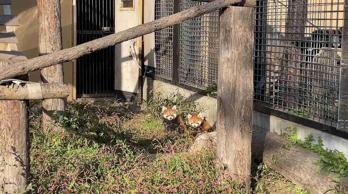 動物園や水族館で撮った写真見せてください!