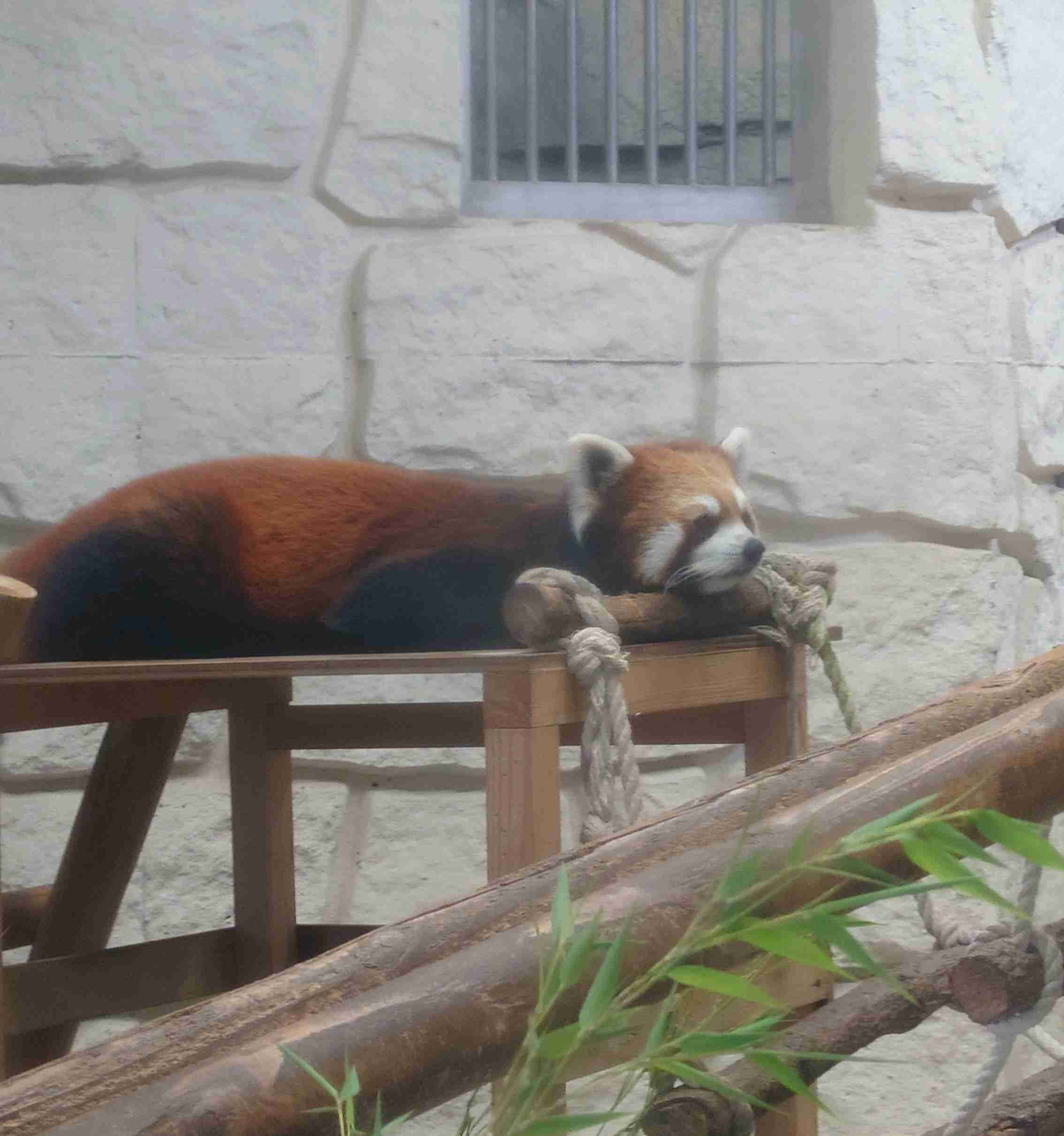 動物園や水族館で撮った写真見せてください!