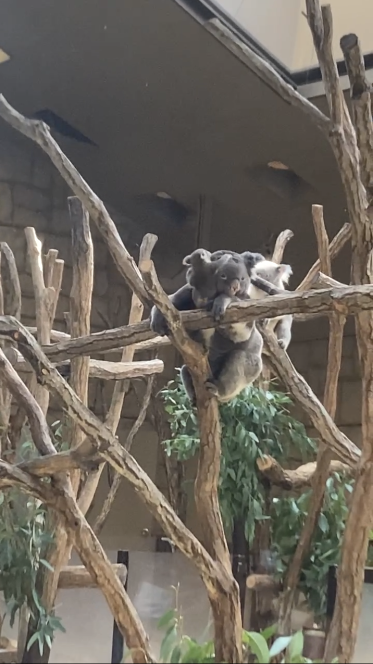 動物園や水族館で撮った写真見せてください!