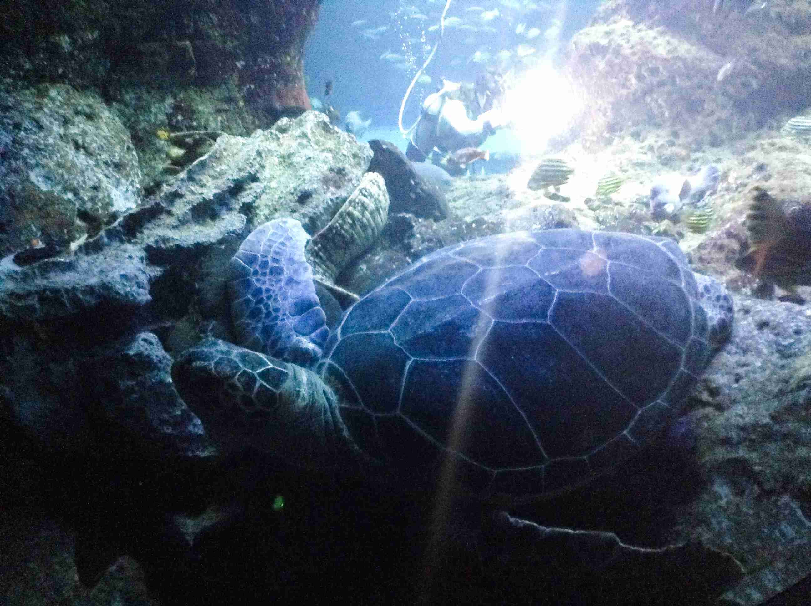 動物園や水族館で撮った写真見せてください!