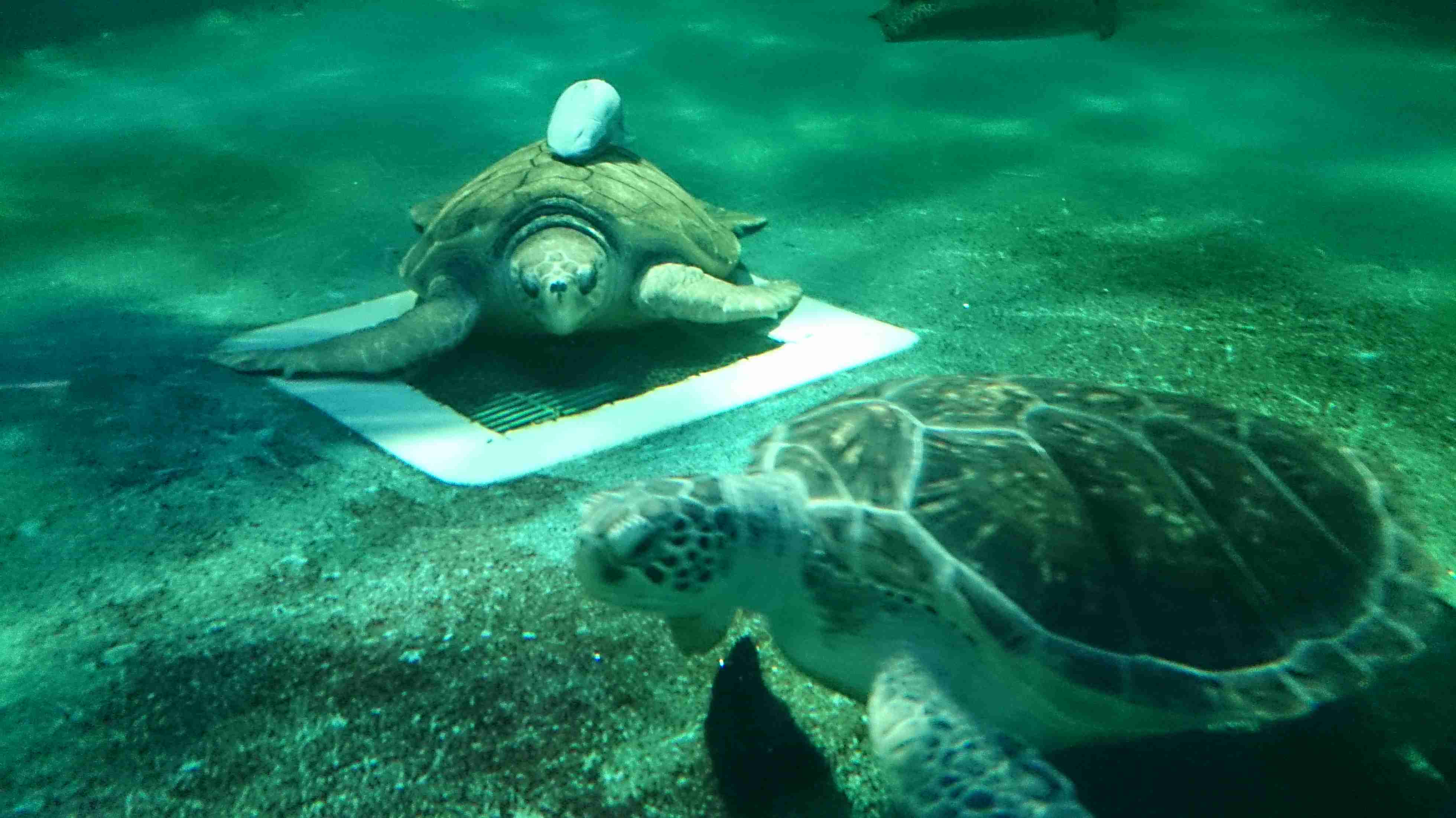 動物園や水族館で撮った写真見せてください!