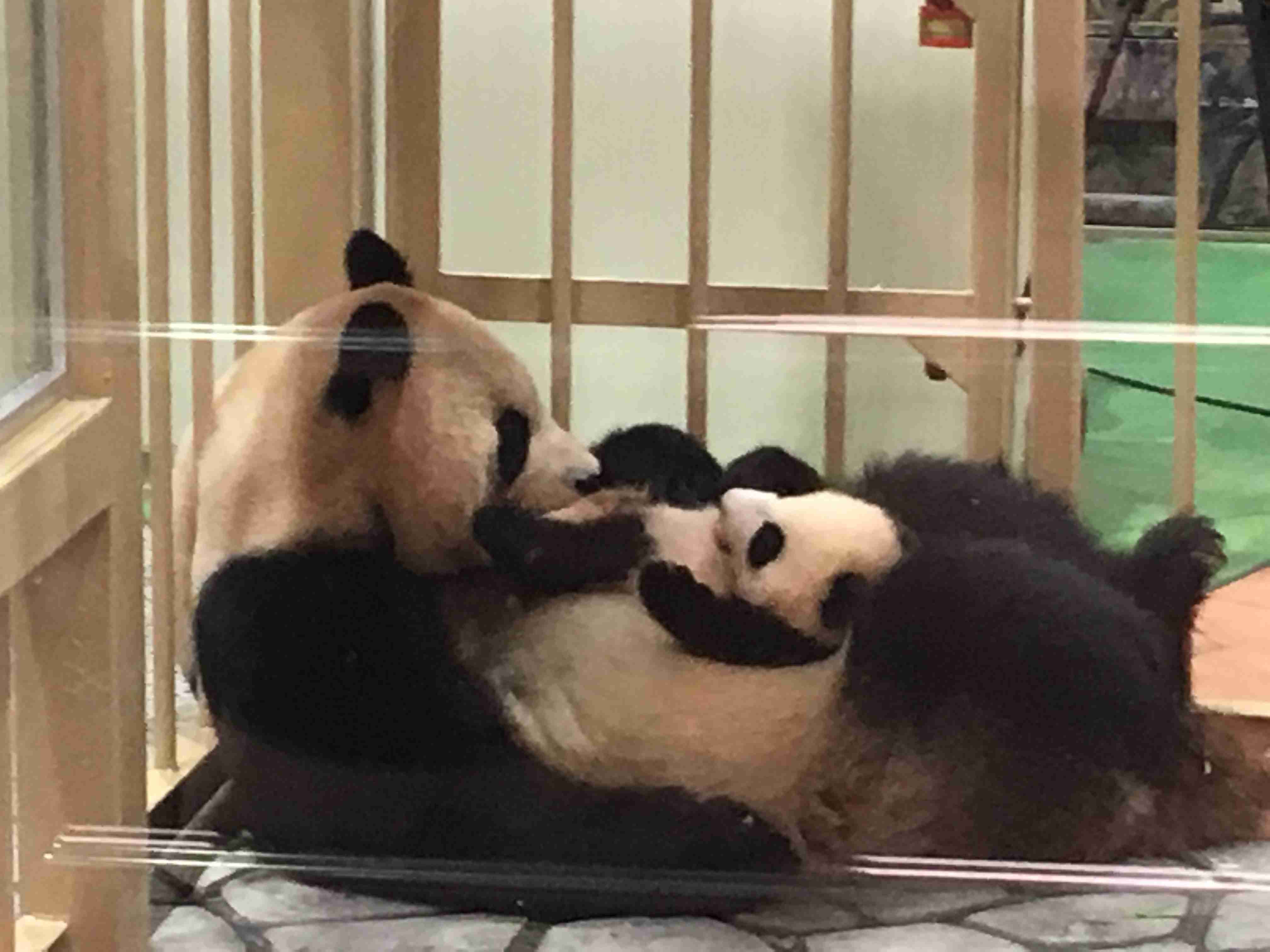 動物園や水族館で撮った写真見せてください!
