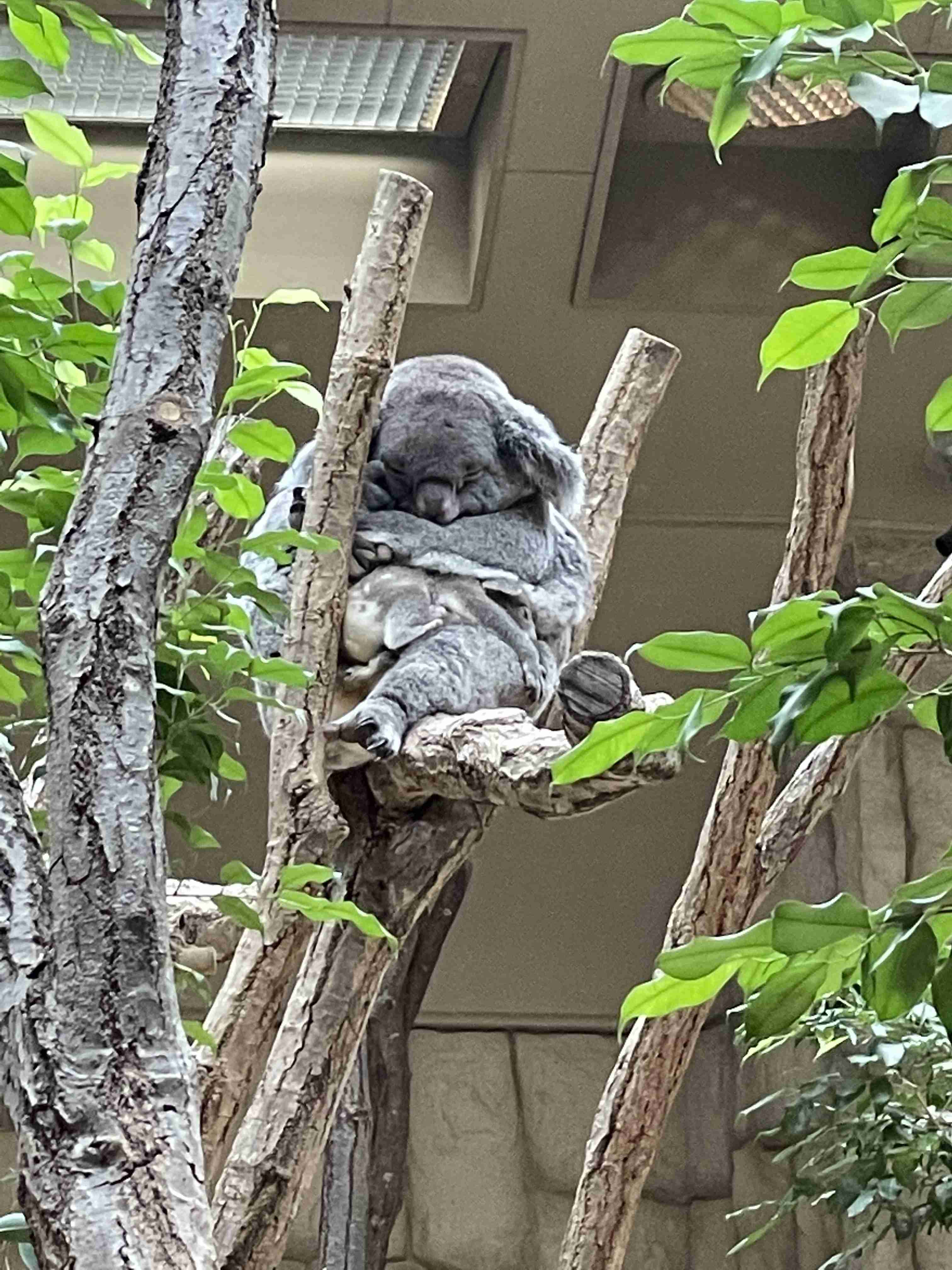 動物園や水族館で撮った写真見せてください!