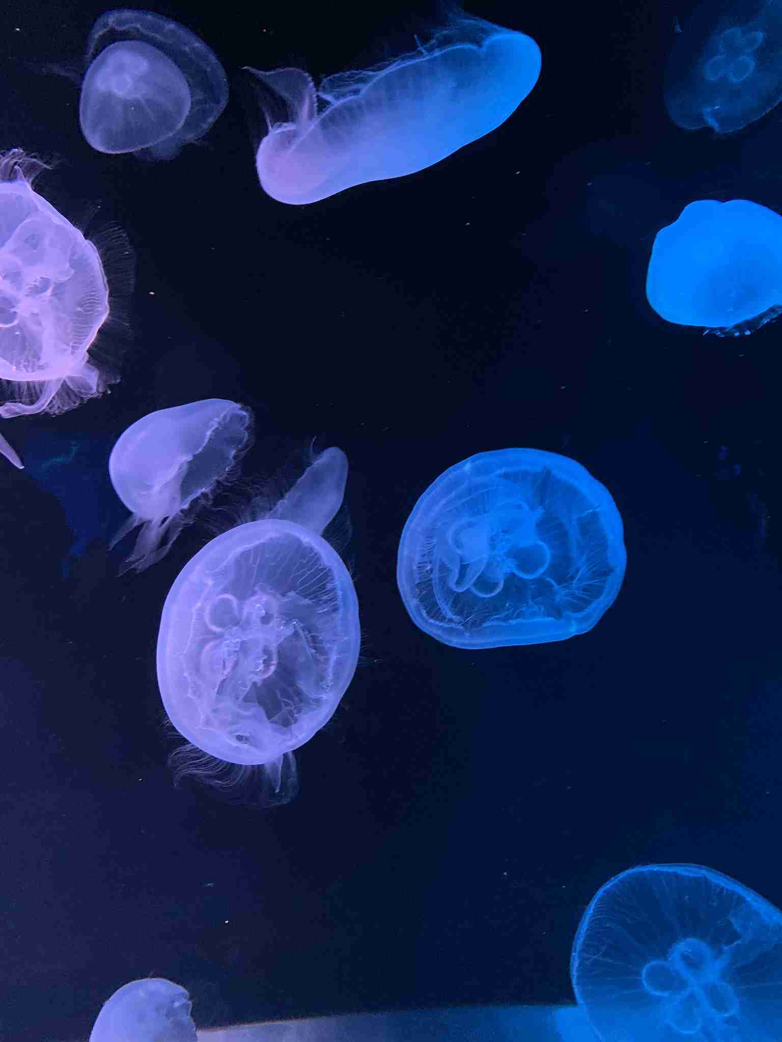 動物園や水族館で撮った写真見せてください!
