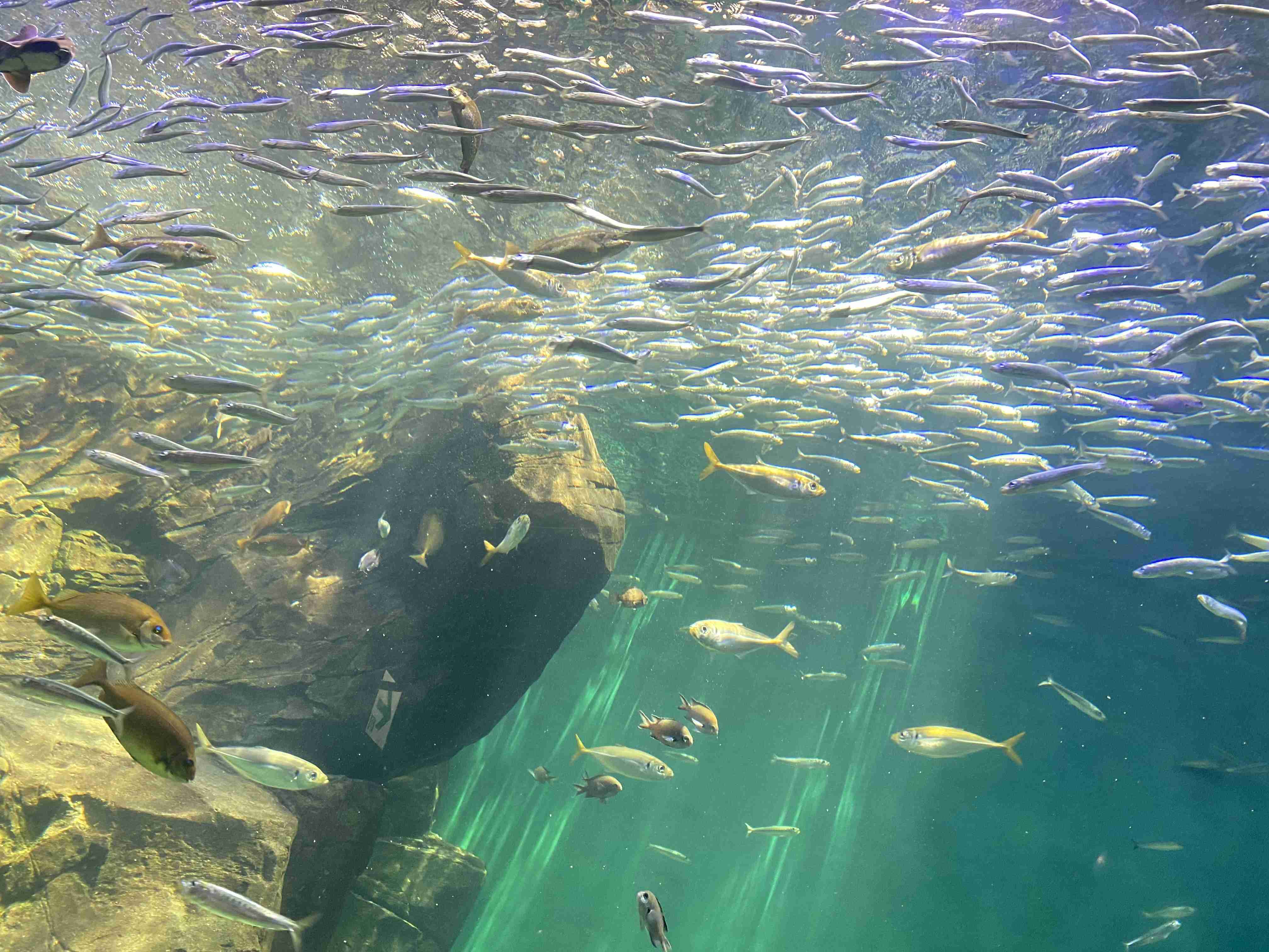 動物園や水族館で撮った写真見せてください!
