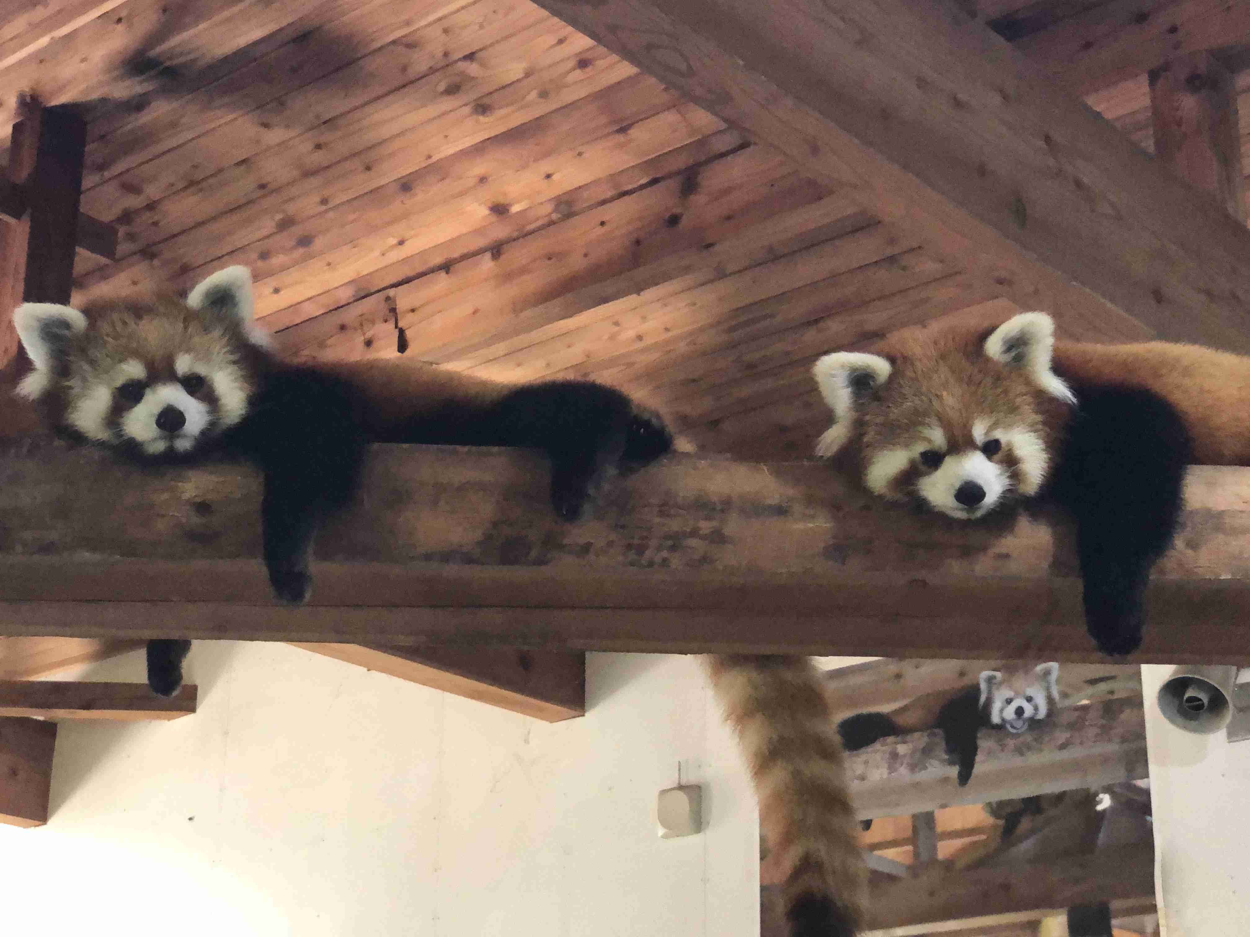 動物園や水族館で撮った写真見せてください!