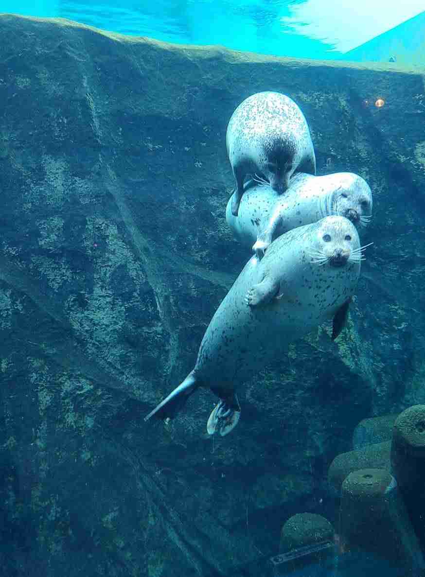 動物園や水族館で撮った写真見せてください!