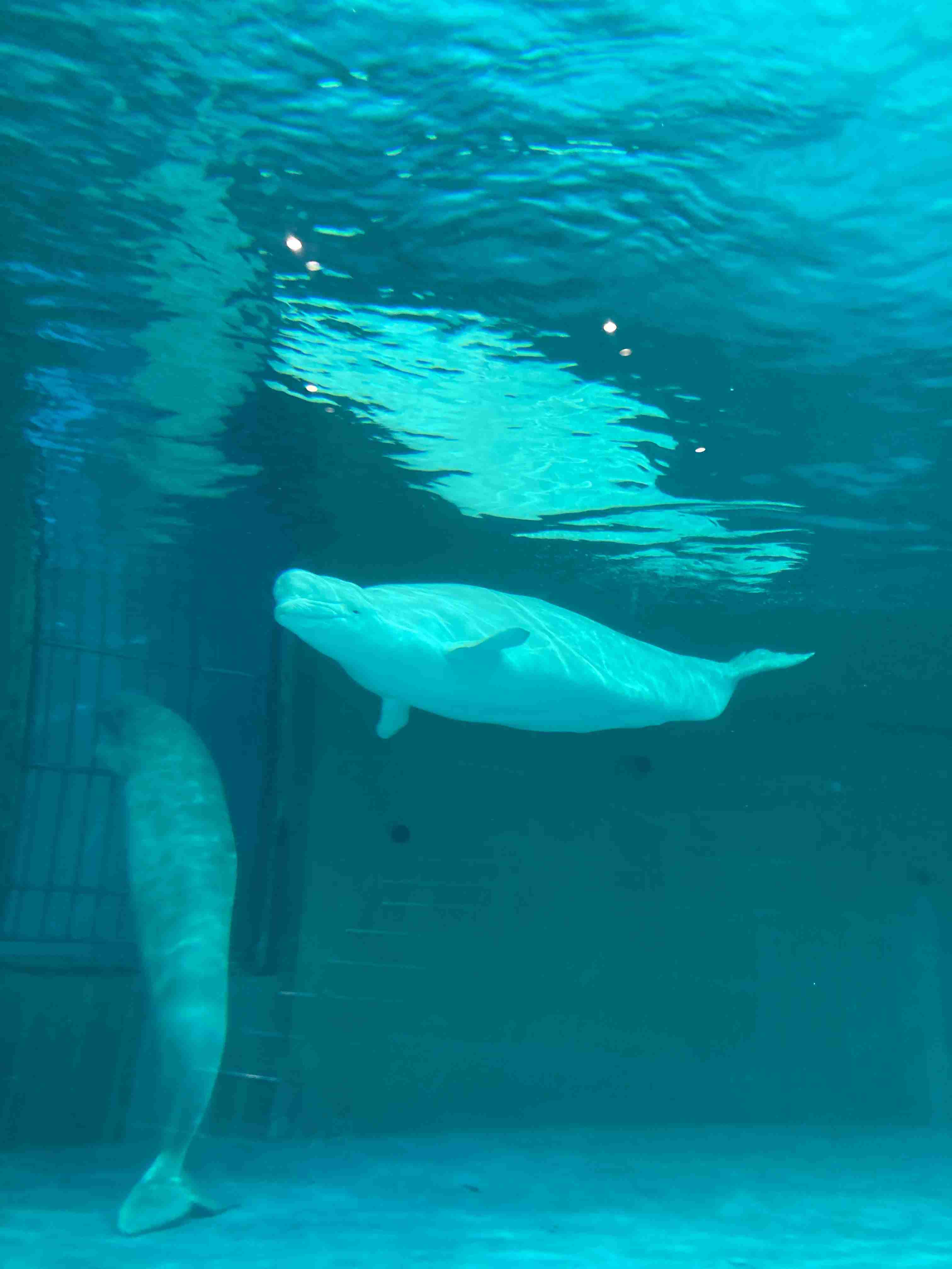 動物園や水族館で撮った写真見せてください!
