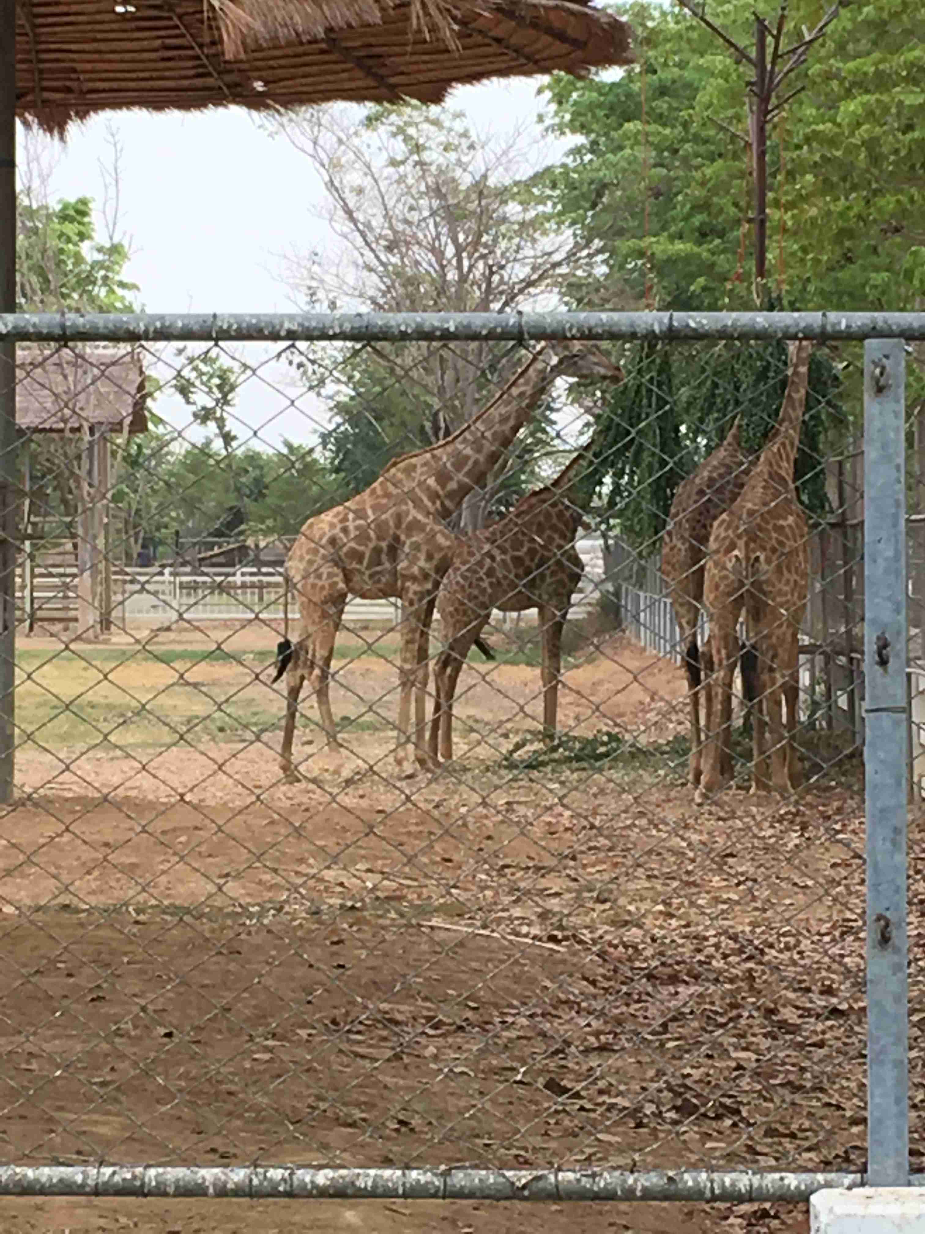 動物園や水族館で撮った写真見せてください!