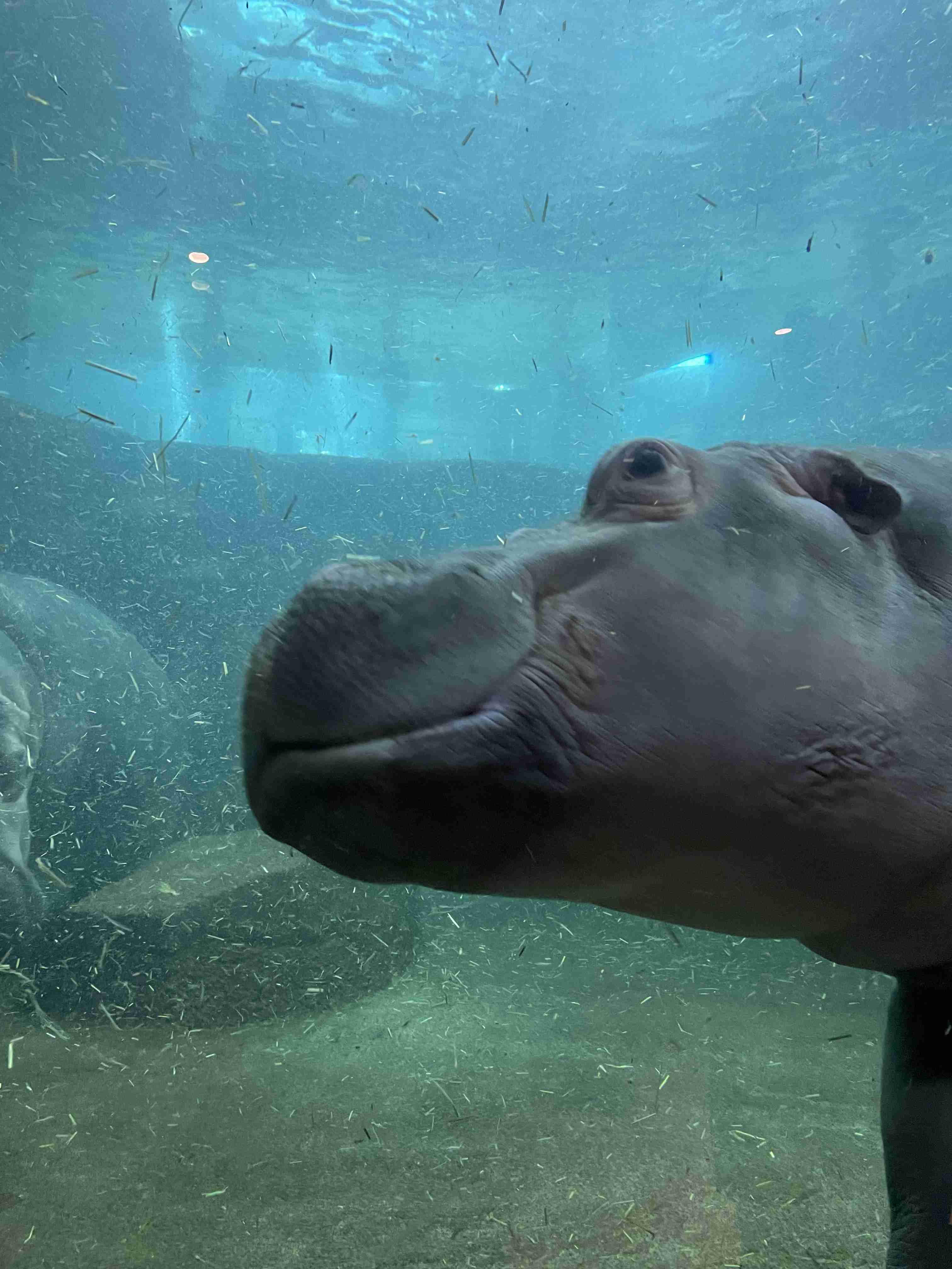 動物園や水族館で撮った写真見せてください!