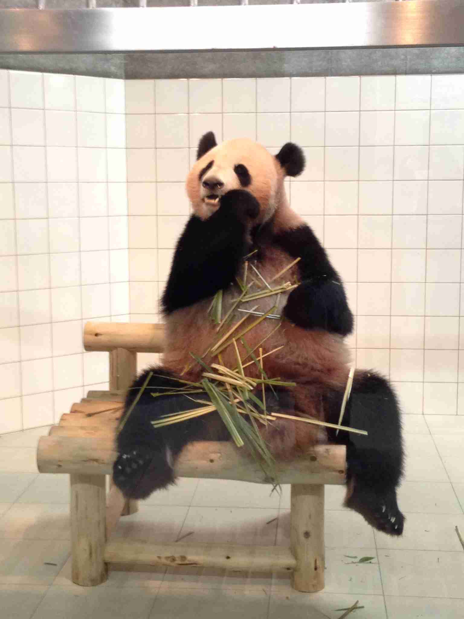 動物園や水族館で撮った写真見せてください!