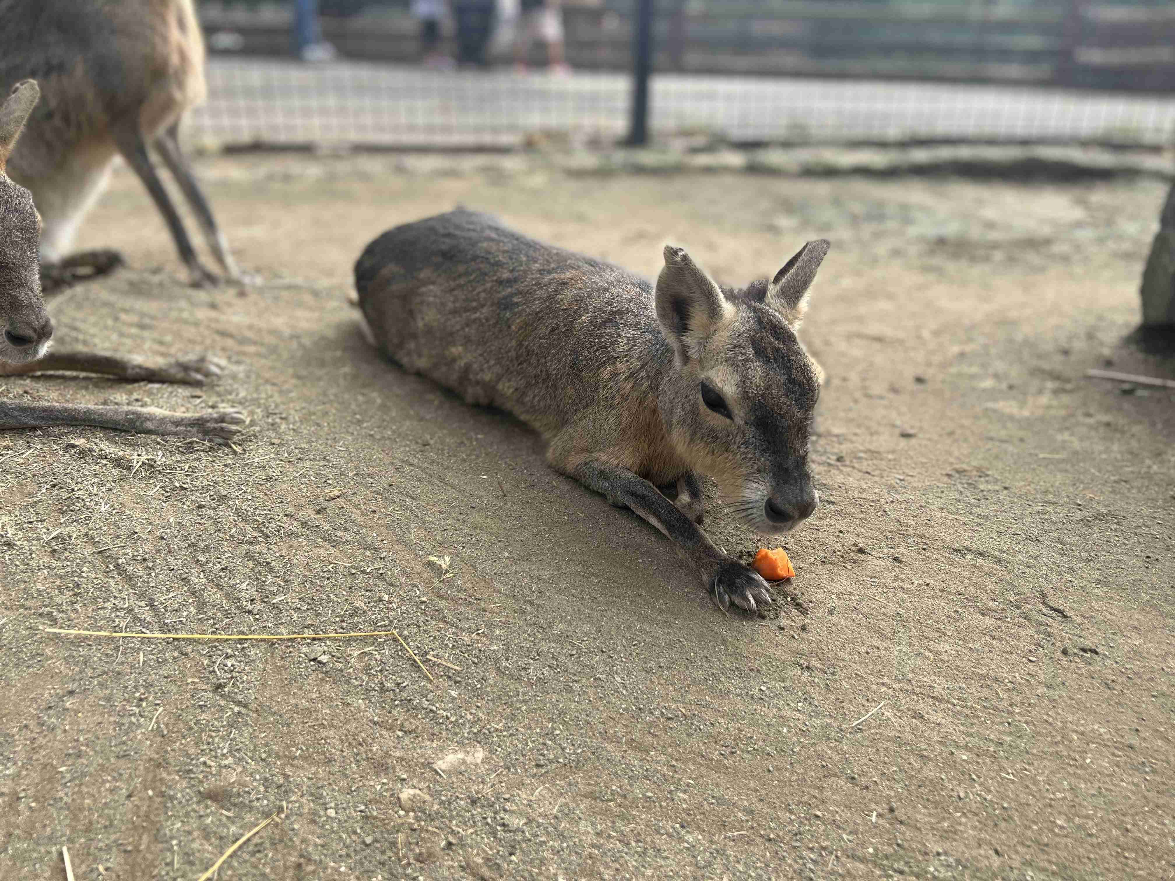 動物園や水族館で撮った写真見せてください!