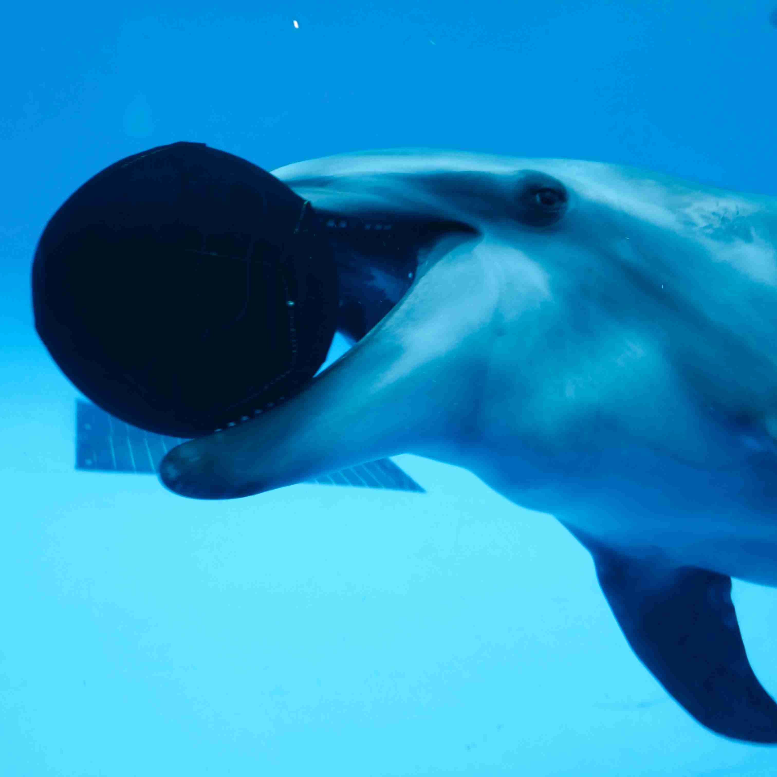 動物園や水族館で撮った写真見せてください!
