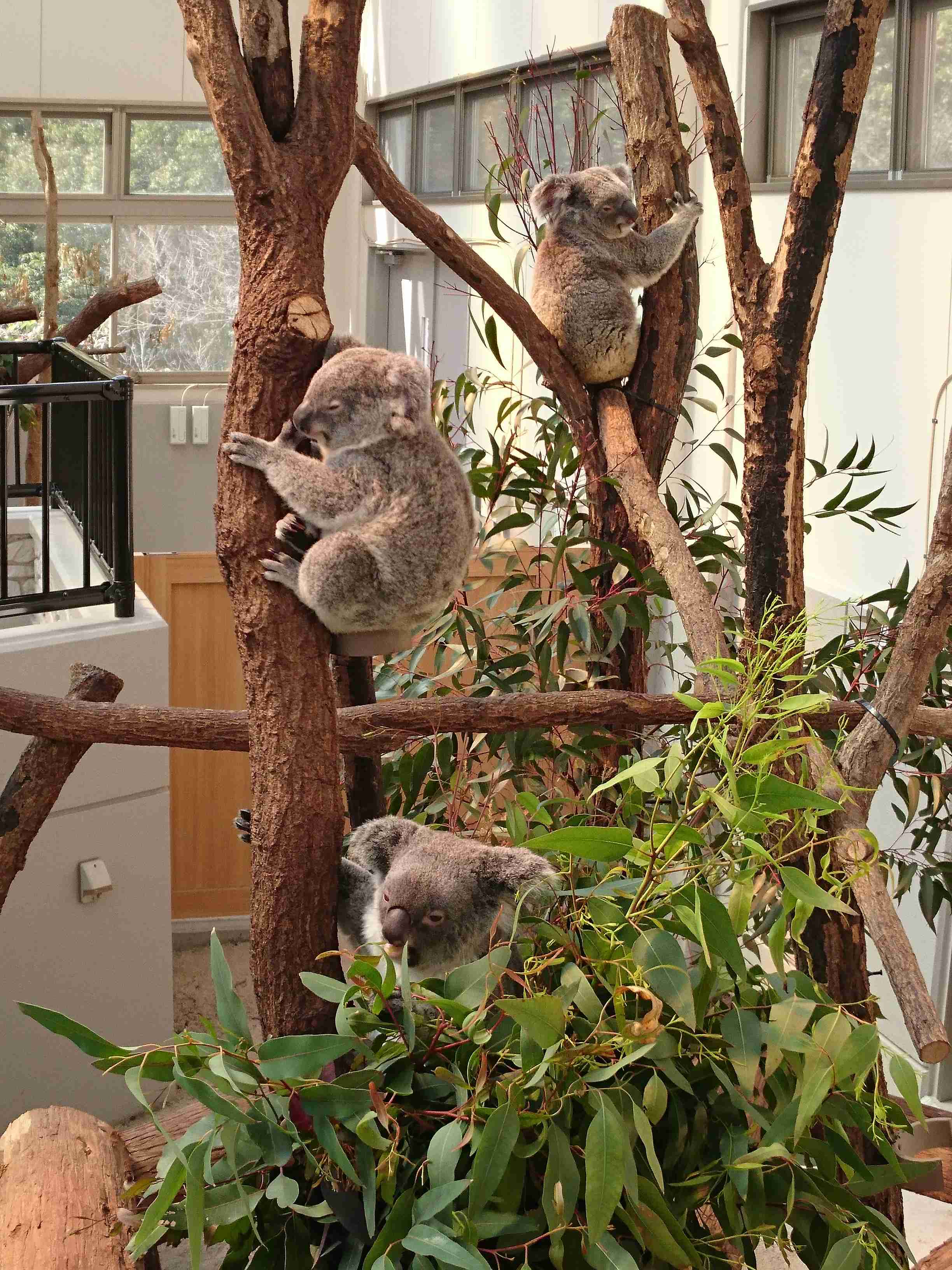 動物園や水族館で撮った写真見せてください!