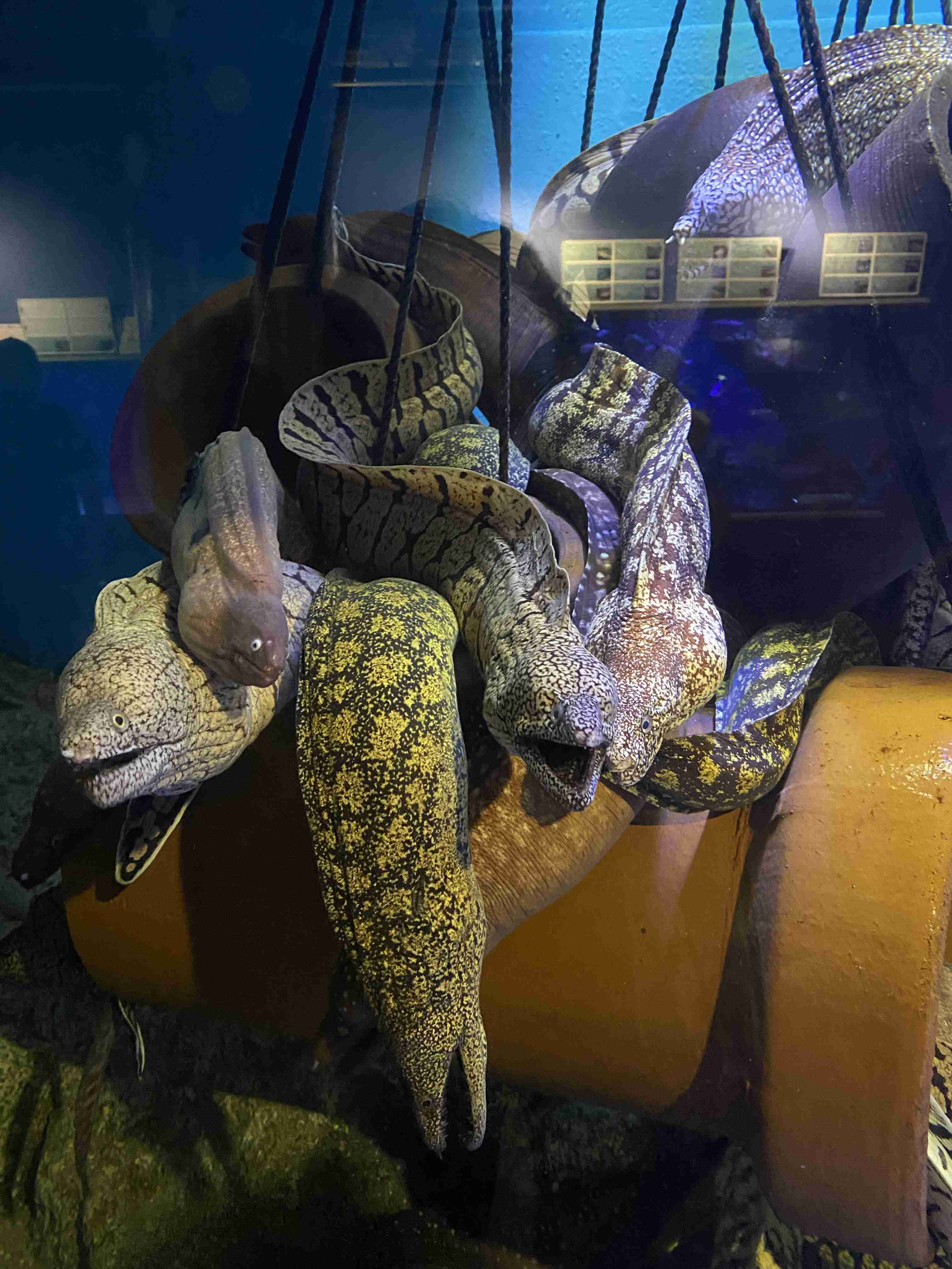 動物園や水族館で撮った写真見せてください!