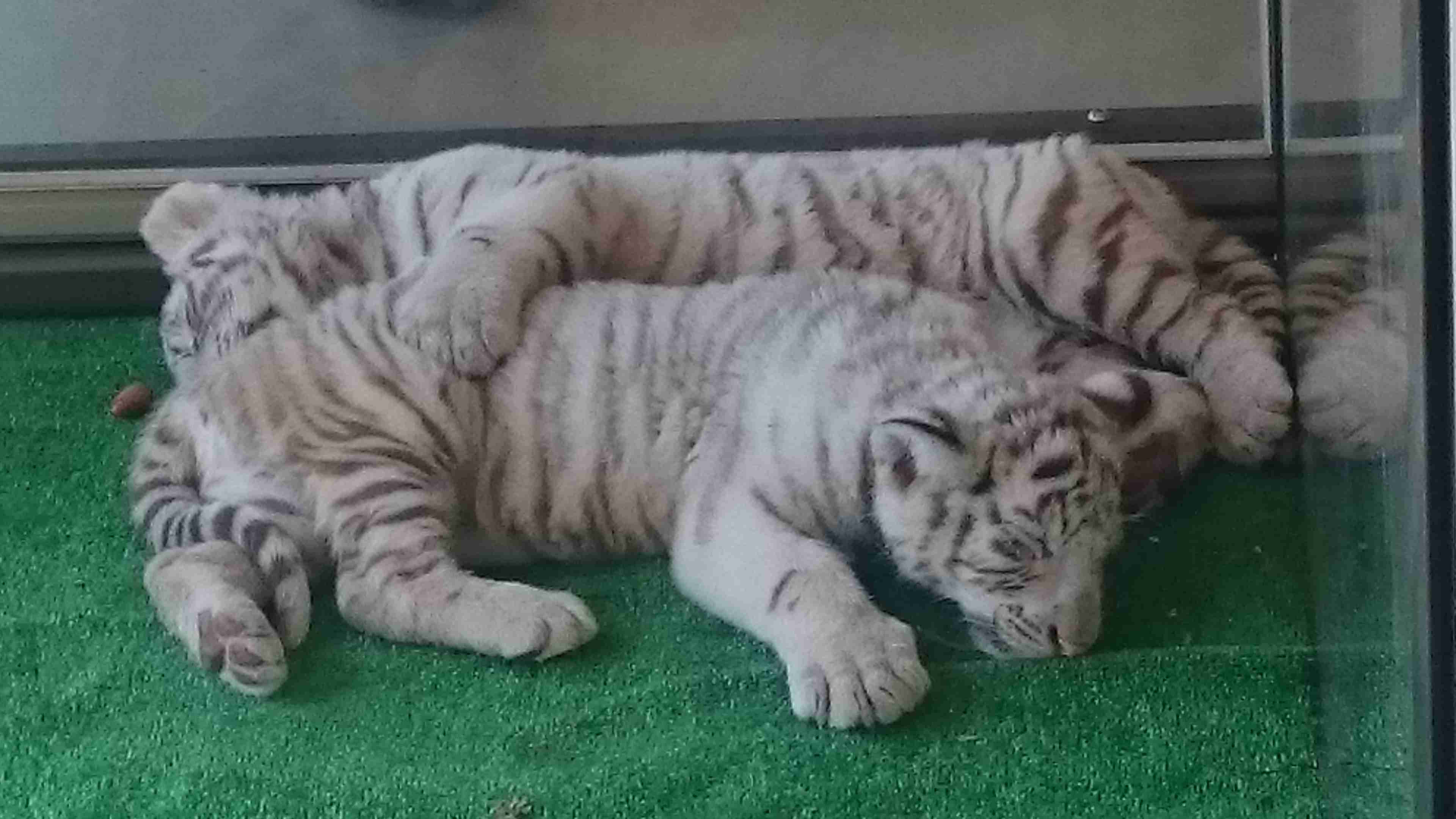 動物園や水族館で撮った写真見せてください!