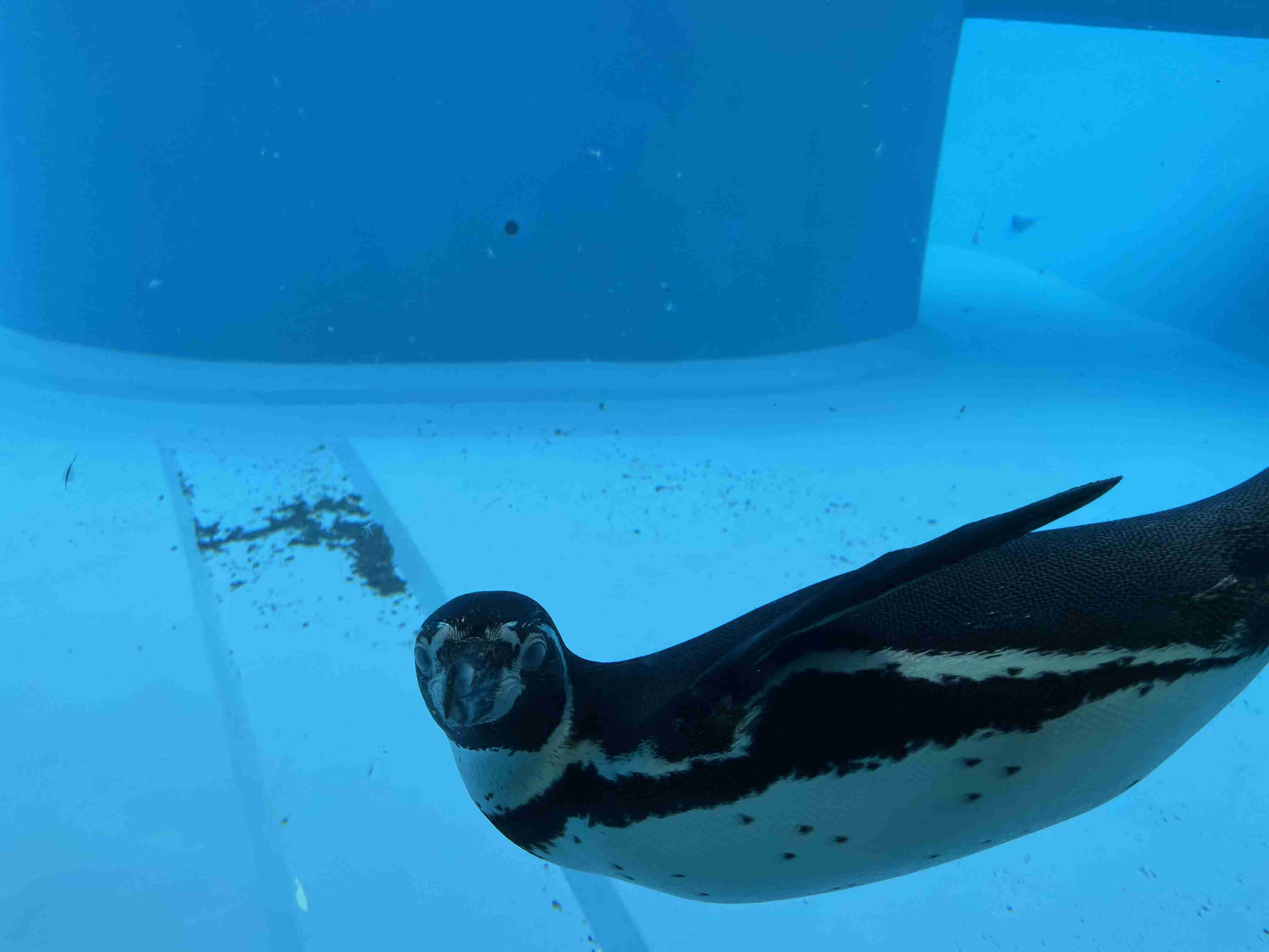 動物園や水族館で撮った写真見せてください!
