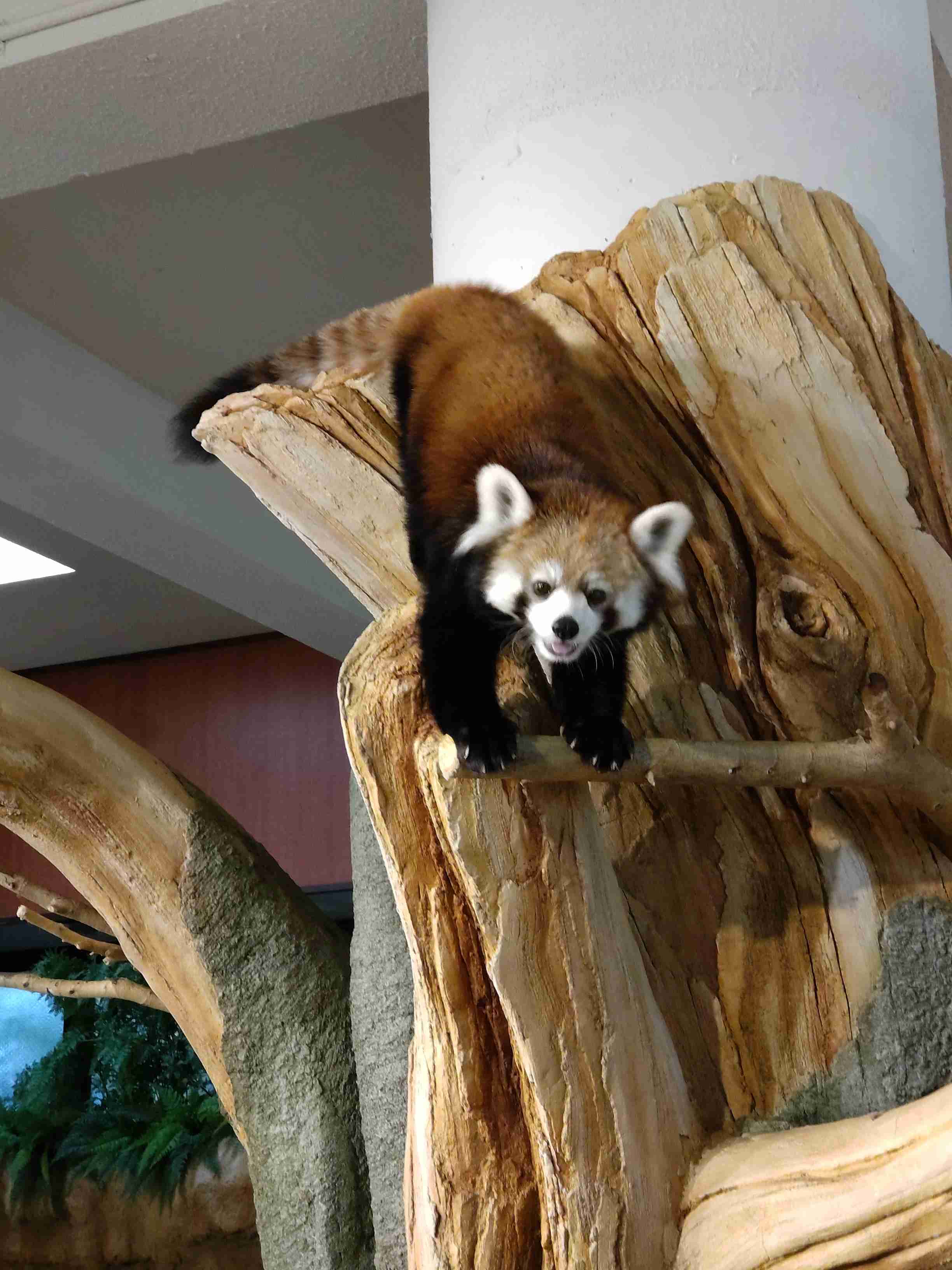 動物園や水族館で撮った写真見せてください!
