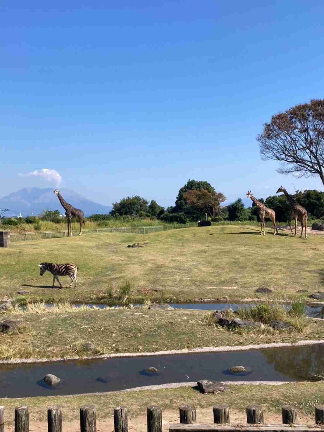 動物園や水族館で撮った写真見せてください!