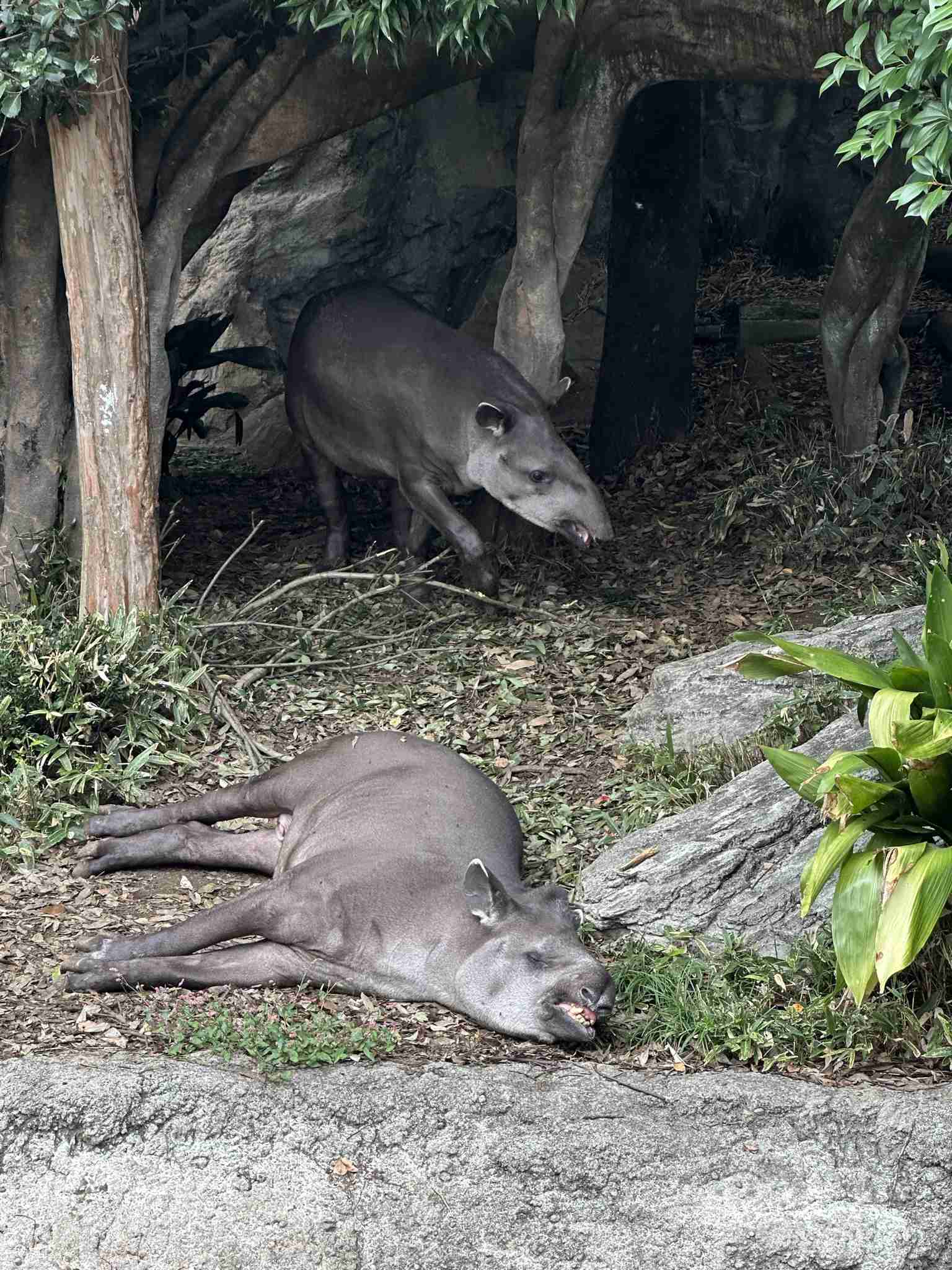 動物園や水族館で撮った写真見せてください!