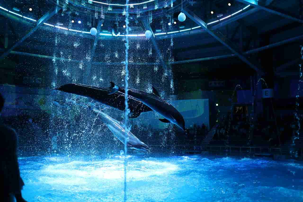 動物園や水族館で撮った写真見せてください!