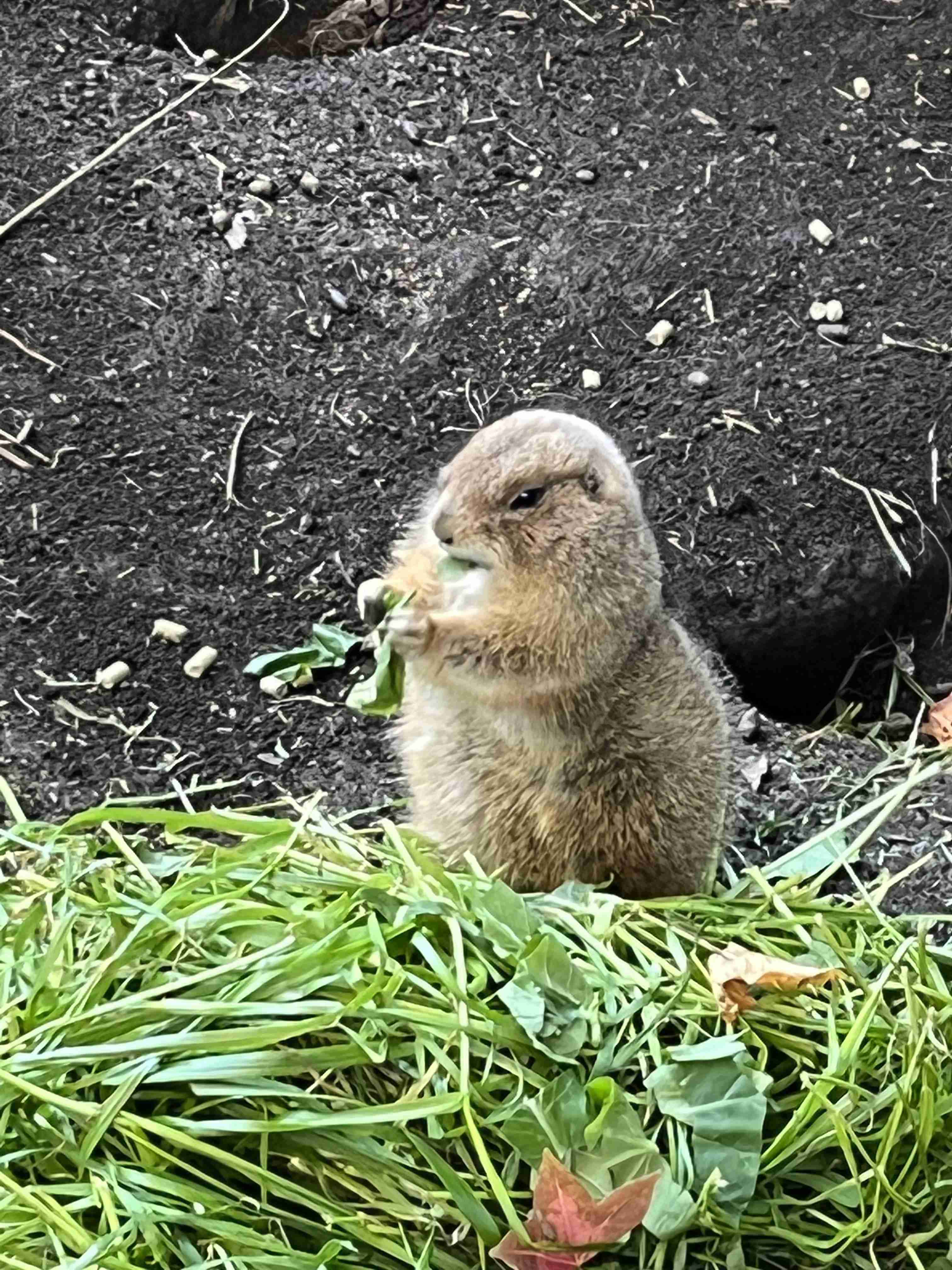 動物園や水族館で撮った写真見せてください!