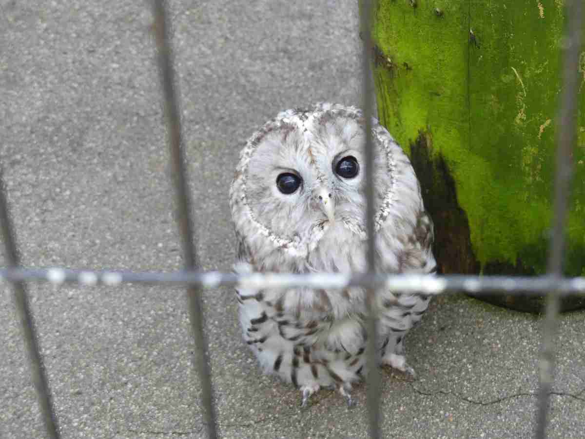 動物園や水族館で撮った写真見せてください!