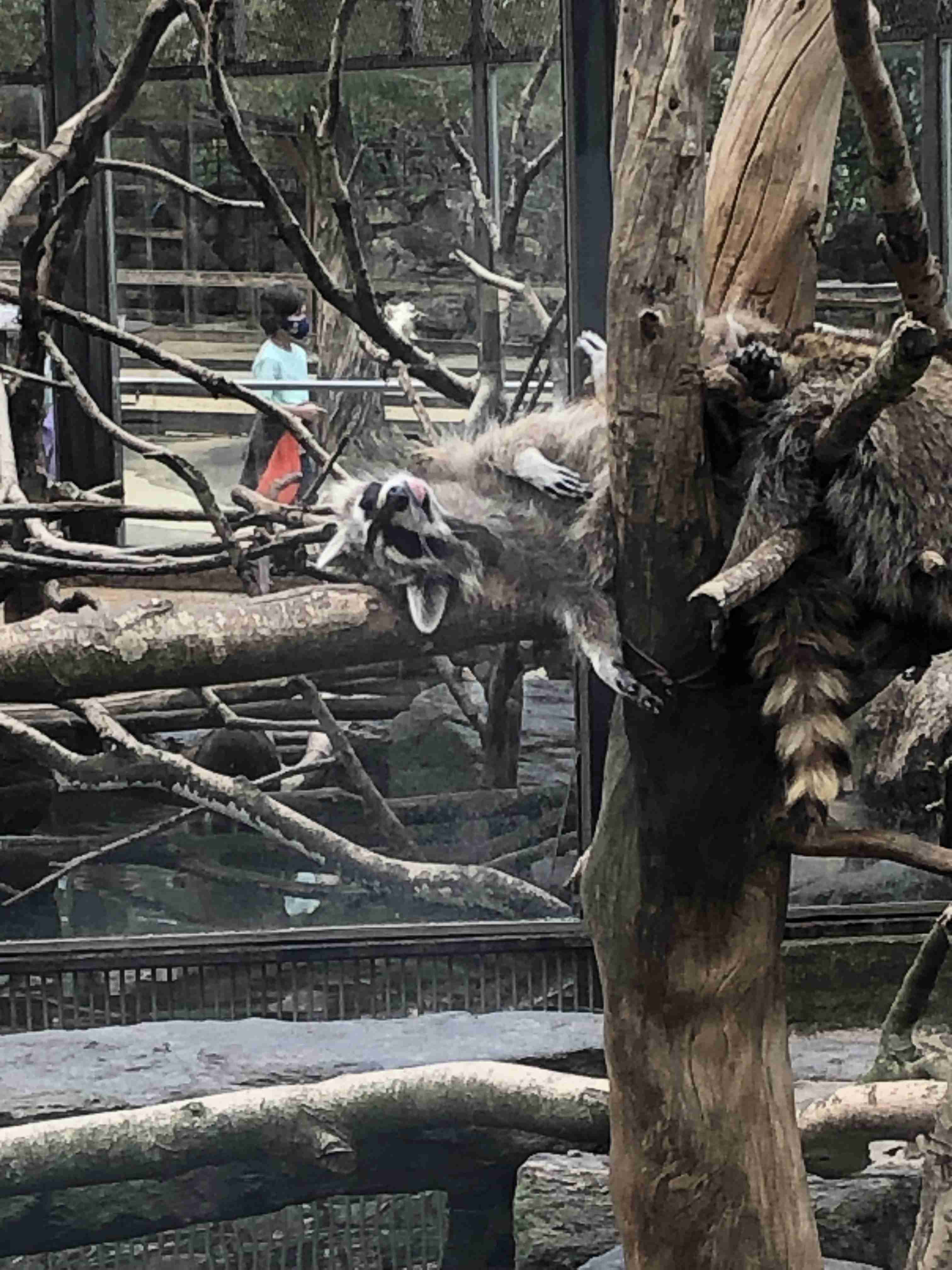 動物園や水族館で撮った写真見せてください!