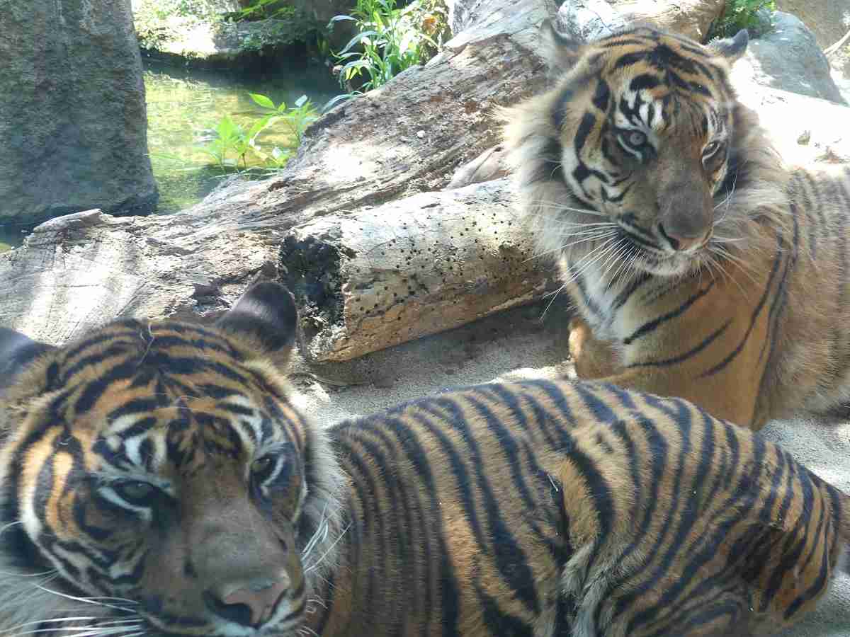 動物園や水族館で撮った写真見せてください!