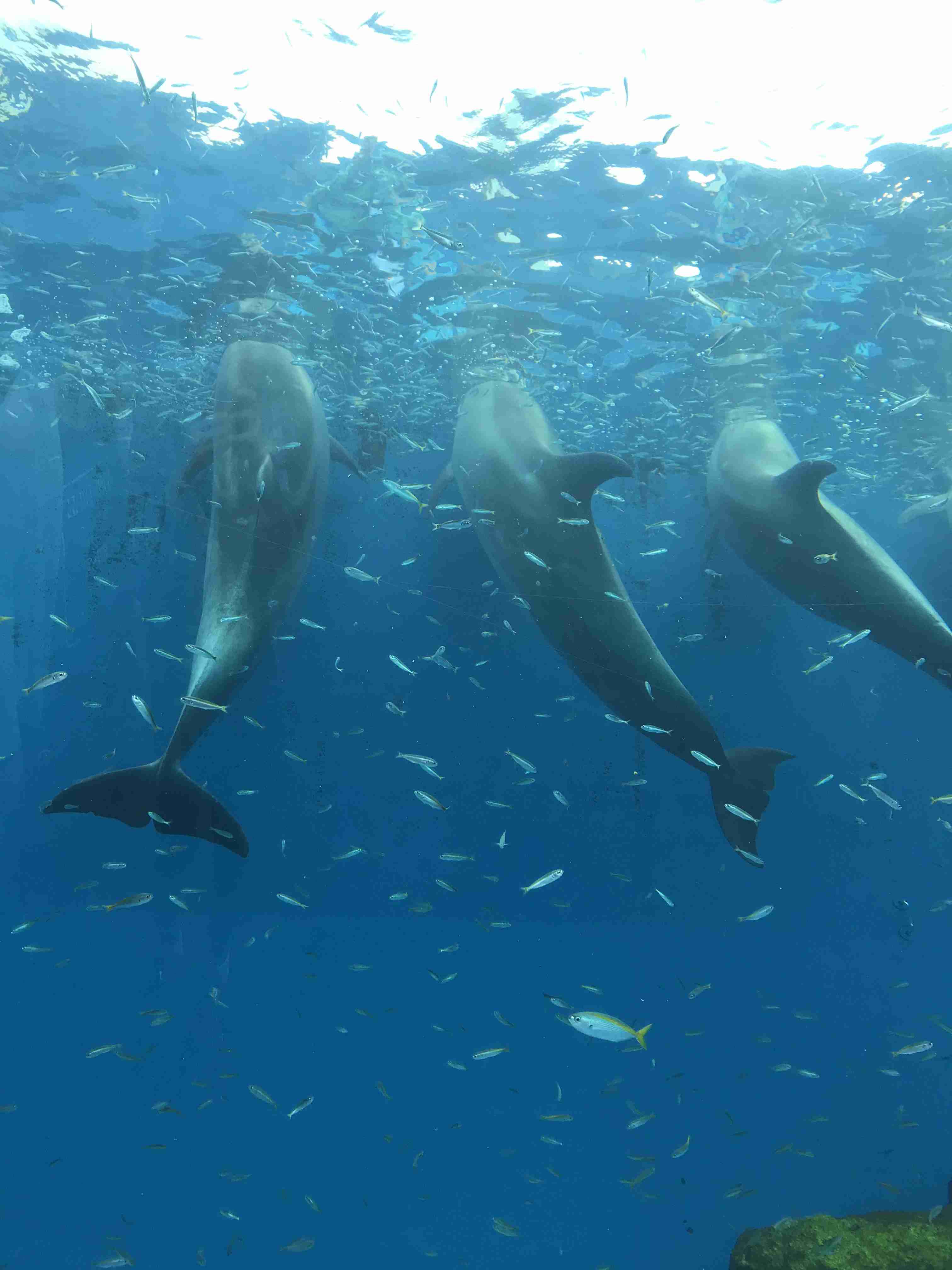 動物園や水族館で撮った写真見せてください!