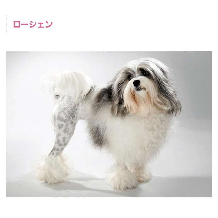 珍しい犬種が見たい