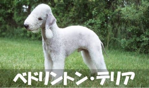 珍しい犬種が見たい