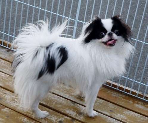 珍しい犬種が見たい