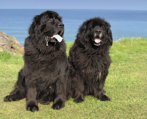 珍しい犬種が見たい
