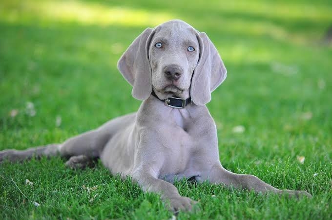珍しい犬種が見たい