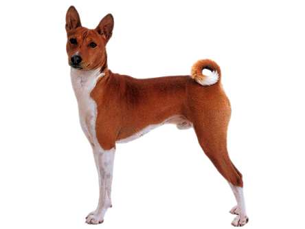 珍しい犬種が見たい