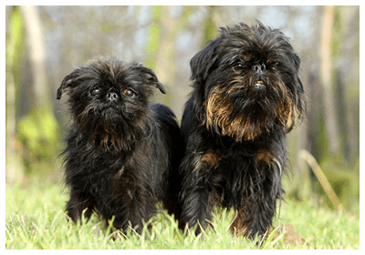 珍しい犬種が見たい