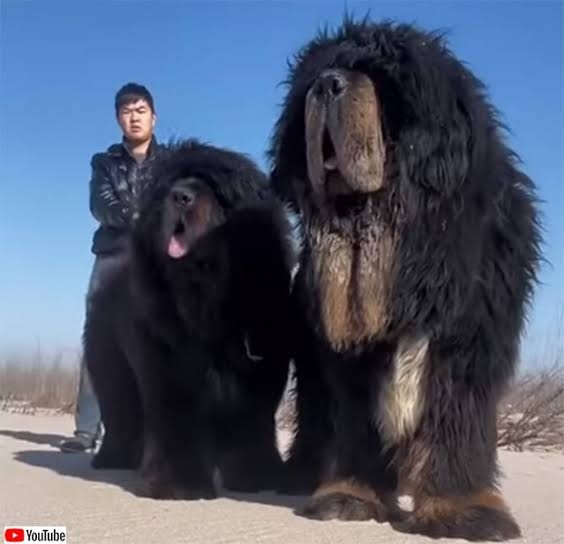 珍しい犬種が見たい