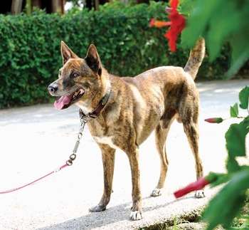 珍しい犬種が見たい