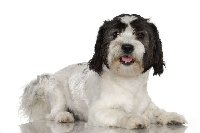 珍しい犬種が見たい