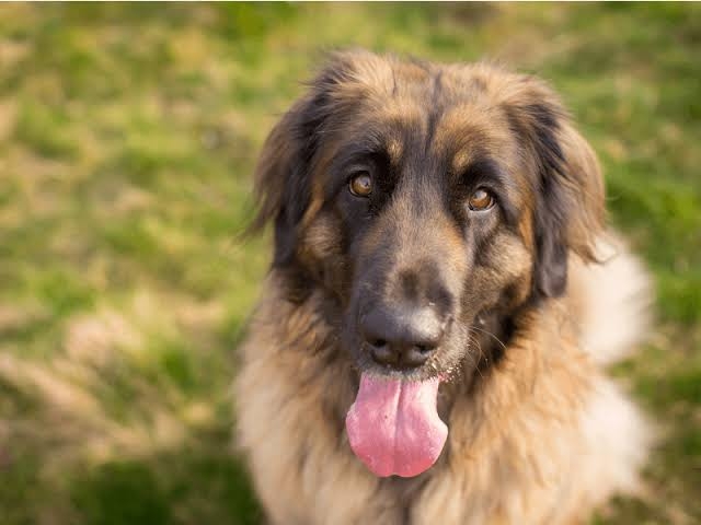 珍しい犬種が見たい